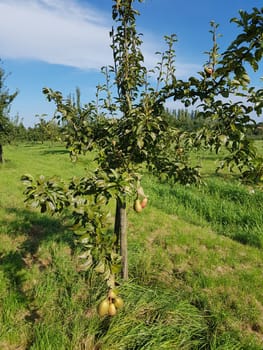 Alte Buergermeister Birne, Alte Birnensorten, Birnen