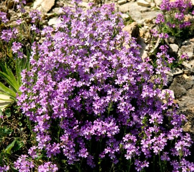 Alpenbalsam  Erinus alpinus