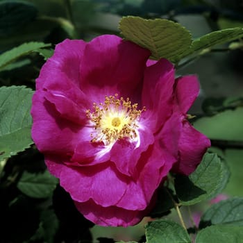 Portlandrose, Portlandrosen, Alte, Rose