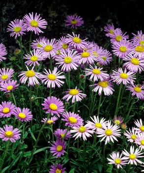 Alpenaster, Aster alpinus