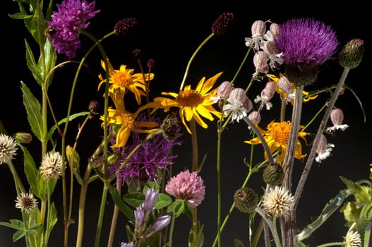 Alpenblumen, Blumenwiese