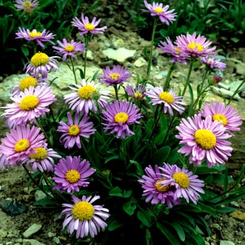 Alpenaster, Aster alpinus