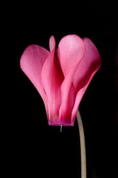 Alpenveilchen  Cyclamen