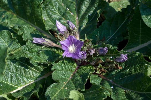 Alraune  Mandragora officinarum