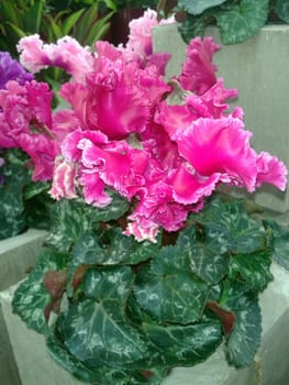 Alpenveilchen  Cyclamen  gefuellte