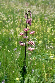Alpenblumenwiese  Tuerkenbund