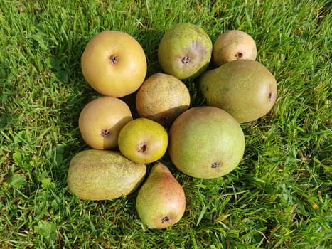 Alte Birnensorten, Birnen, verschiedene, Pyrus communis