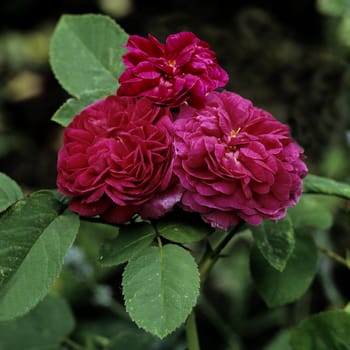 Alte Rose, Charles de Mills, Nostalgierose