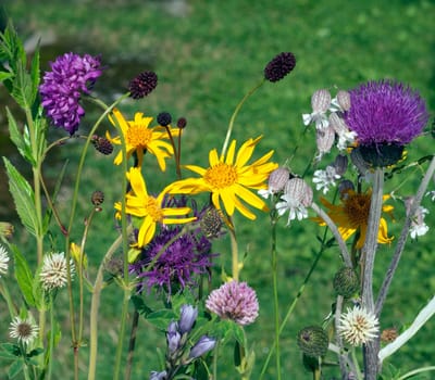 Alpenblumen, Blumenwiese