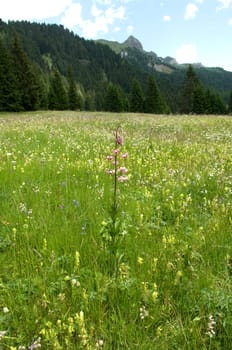 Alpenblumenwiese  Tuerkenbund
