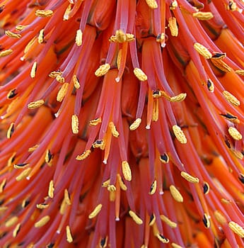 Kap Aloe, Curacao Aloe, Bluete