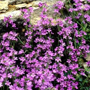 Alpenbalsam, Erinus alpinus, Steinbalsam
