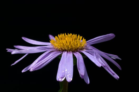 Alpenaster, Aster, alpinus
