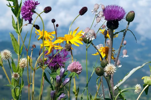 Alpenblumen, Blumenwiese