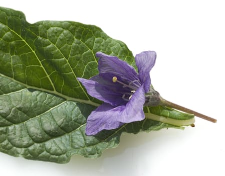 Alraune  Mandragora officinarum