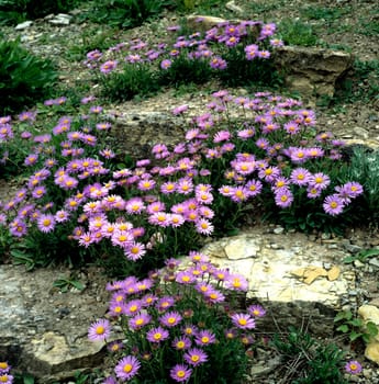 Alpenaster, Aster alpinus