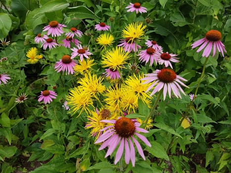 Alant  Roter Sonnenhut  Echinacea  purpurea  Inula Helenium, heilpflanze