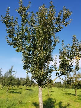 Altlaender Klinkbergamotte, Birnen, Alte Birnensorte, Pyrus communis