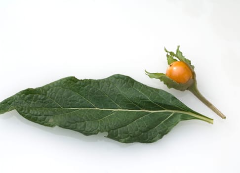 Alraune  Mandragora officinarum