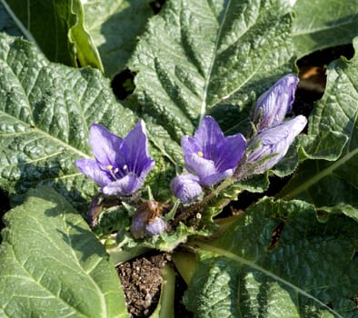 Alraune  Mandragora officinarum