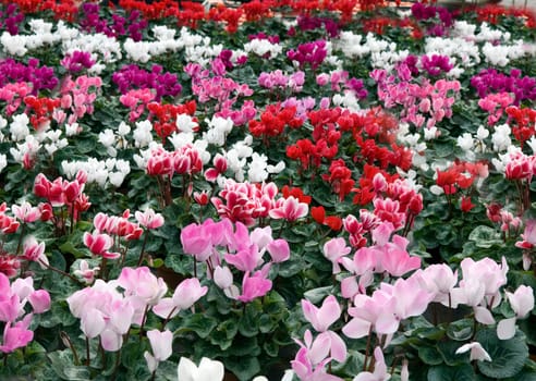 Alpenveilchen  Cyclamen