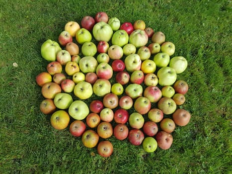 Alte Apfelsorten, verschiedene, Apfel, Malus, domestica, Aepfel
