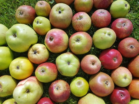 Alte Apfelsorten, verschiedene, Apfel, Malus, domestica, Aepfel
