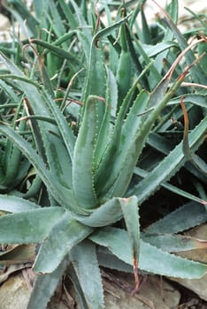 Aloe Barbadensis Aloe Vera