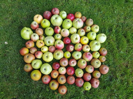 Alte Apfelsorten, verschiedene, Apfel, Malus, domestica, Aepfel