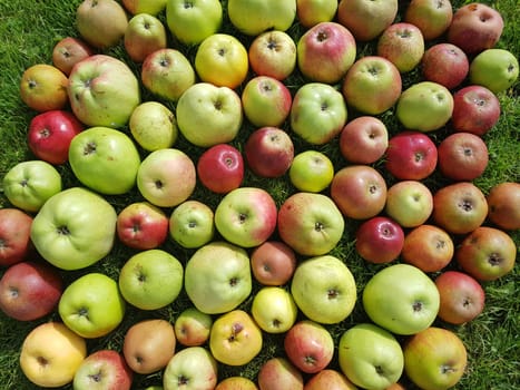 Alte Apfelsorten, verschiedene, Apfel, Malus, domestica, Aepfel