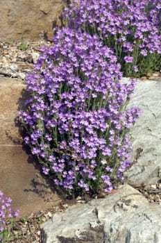 Alpenbalsam  Erinus alpinus