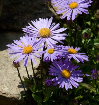 Alpenaster, Aster, alpinus