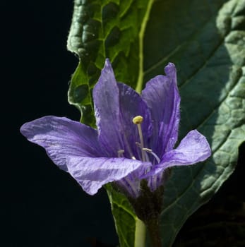 Alraune  Mandragora officinarum