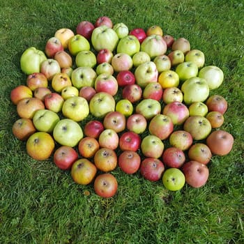 Alte Apfelsorten, verschiedene, Apfel, Malus, domestica, Aepfel