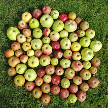 Alte Apfelsorten, verschiedene, Apfel, Malus, domestica, Aepfel