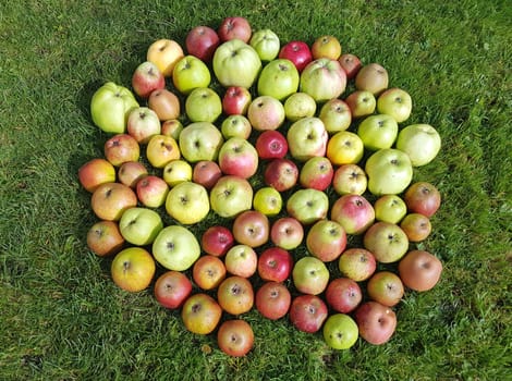 Alte Apfelsorten, verschiedene, Apfel, Malus, domestica, Aepfel