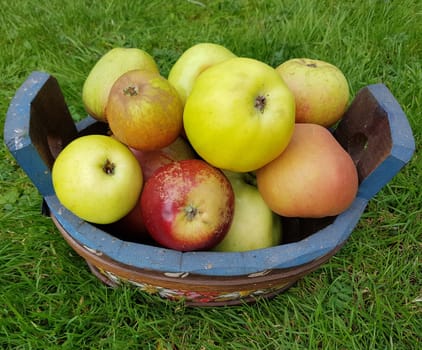 Alte Apfelsorten, verschiedene, Apfel, Malus, domestica, Aepfel