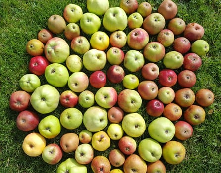Alte Apfelsorten, verschiedene, Apfel, Malus, domestica, Aepfel