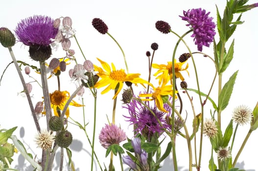 Alpenblumen, Blumenwiese