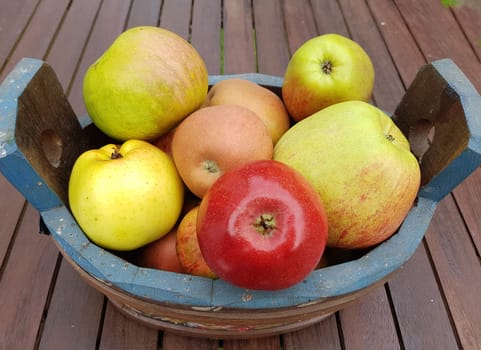 Alte Apfelsorten, verschiedene, Apfel, Malus, domestica, Aepfel