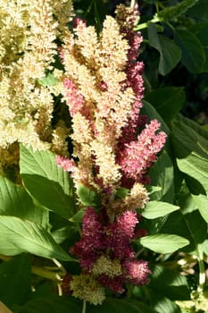 Fuchsschwanz, Amaranthus, Caudatus, Amarant