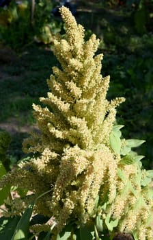 Fuchsschwanz, Amaranthus, Caudatus, Amarant