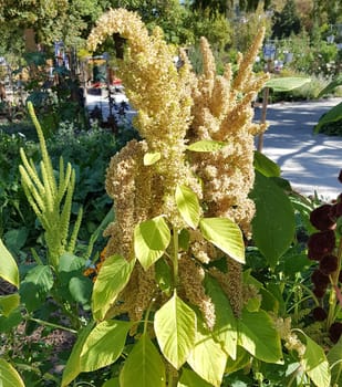 Fuchsschwanz, Amaranthus, Caudatus, Amarant