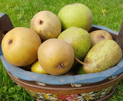 Alte Birnensorten, Birnen, verschiedene, Pyrus communis