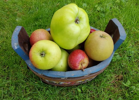 Alte Apfelsorten, verschiedene, Apfel, Malus, domestica