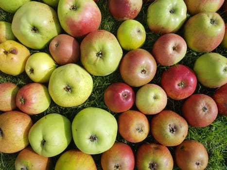 Alte Apfelsorten, verschiedene, Apfel, Malus, domestica, Aepfel