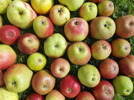 Alte Apfelsorten, verschiedene, Apfel, Malus, domestica, Aepfel