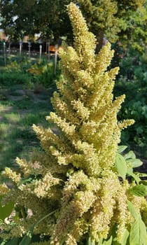 Fuchsschwanz, Amaranthus, Caudatus, Amarant