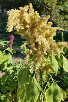 Fuchsschwanz, Amaranthus, Caudatus, Amarant