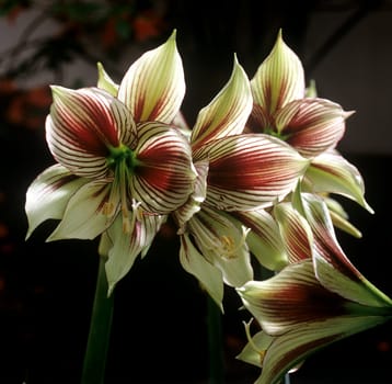 Amaryllis  Papillo Butterfly
